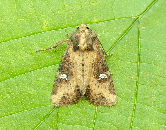 73.169 BF2343 Common Rustic Mesapamea secalis