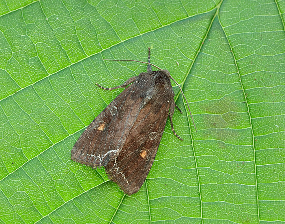 73.267 BF2160 Bright-line Brown-eye Lacanobia oleracea