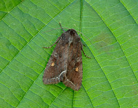 73.267 BF2160 Bright-line Brown-eye Lacanobia oleracea