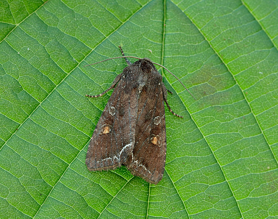 73.267 BF2160 Bright-line Brown-eye Lacanobia oleracea
