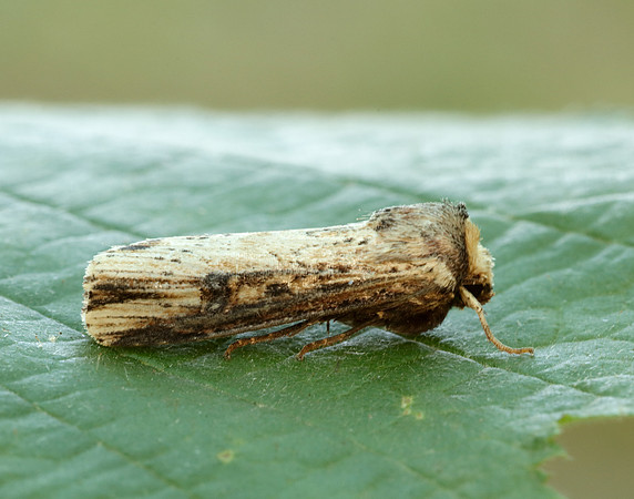 73.328 BF2098 Flame Axylia putris