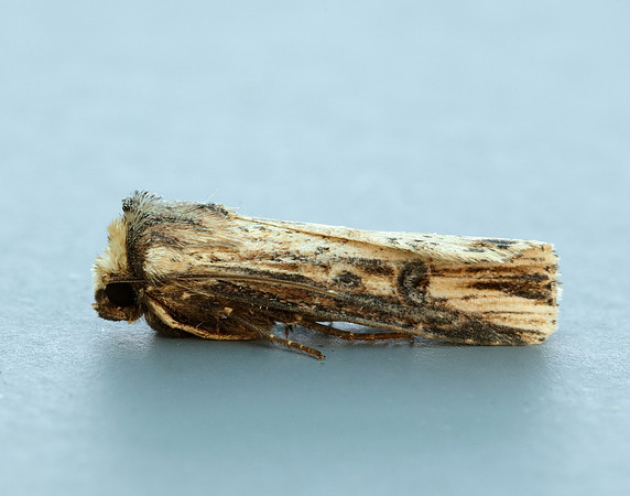 73.328 BF2098 Flame Axylia putris