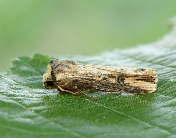 73.328 BF2098 Flame Axylia putris