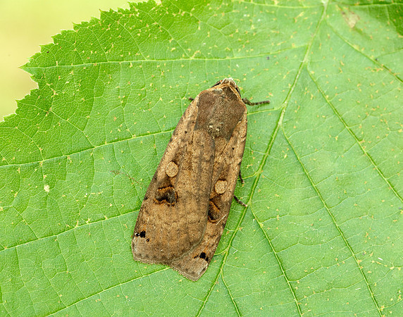 73.342 BF2107 Large Yellow Underwing Noctua pronuba