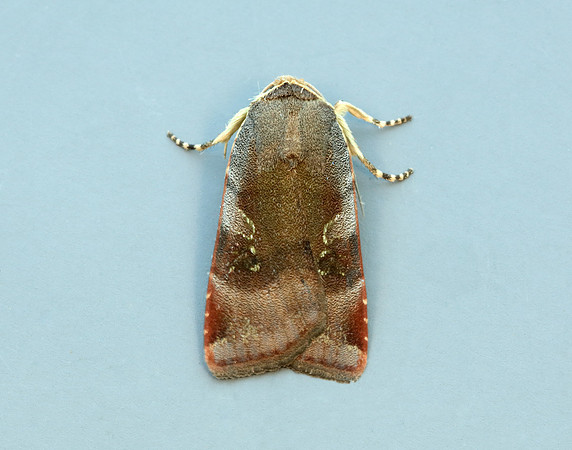 73.348 BF2111 Lesser Broad-bordered Yellow Underwing Noctua jant