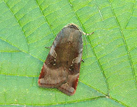 73.348 BF2111 Lesser Broad-bordered Yellow Underwing Noctua jant