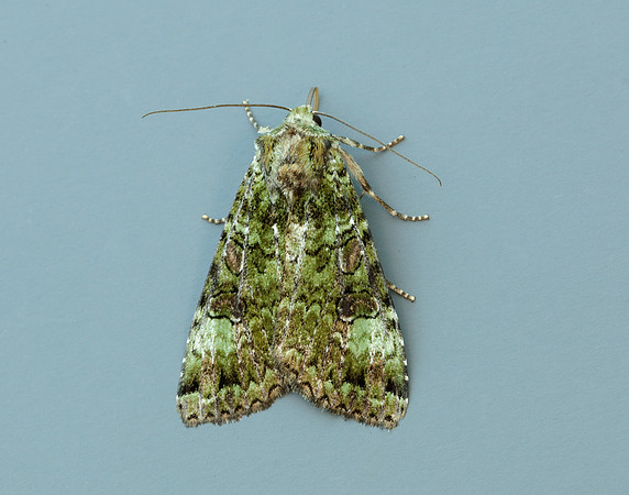73.352 BF2138 Green Arches Anaplectoides prasina