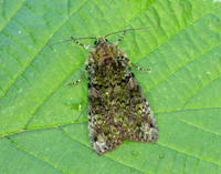 73.352 BF2138 Green Arches Anaplectoides prasina