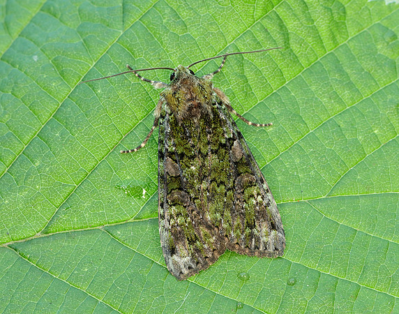 73.352 BF2138 Green Arches Anaplectoides prasina