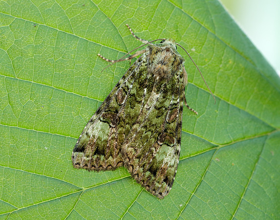 73.352 BF2138 Green Arches Anaplectoides prasina
