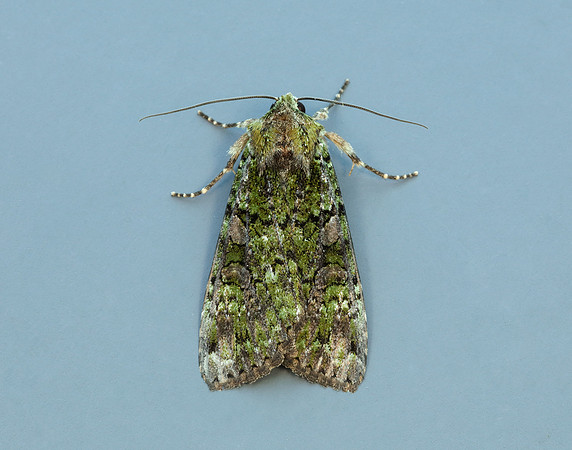 73.352 BF2138 Green Arches Anaplectoides prasina