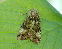 73.352 BF2138 Green Arches Anaplectoides prasina