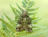 73.352 BF2138 Green Arches Anaplectoides prasina