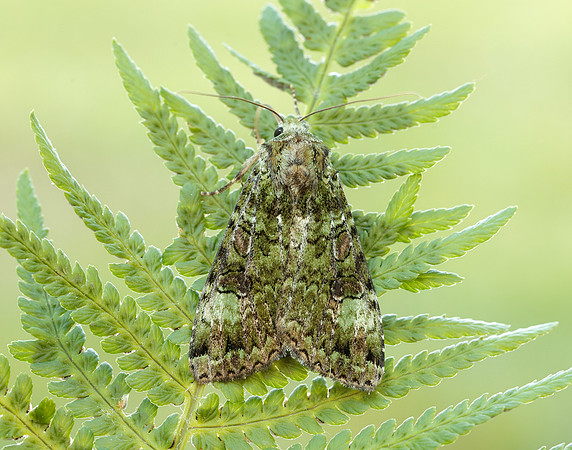 73.352 BF2138 Green Arches Anaplectoides prasina