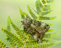 73.352 BF2138 Green Arches Anaplectoides prasina