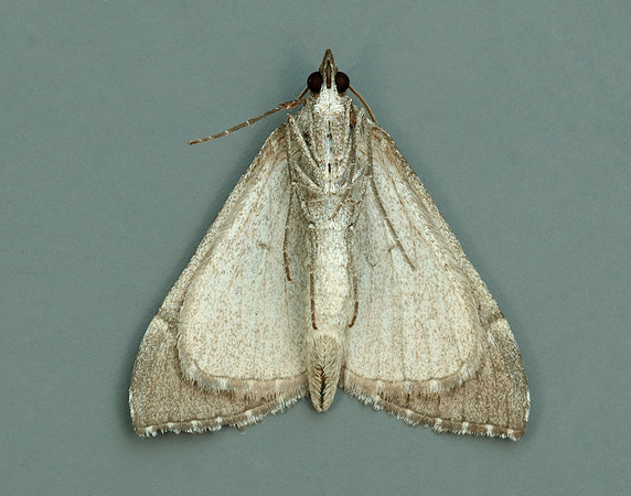 70.192 BF1867 Treble-bar Aplocera plagiata