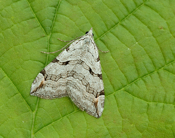 70.192 BF1867 Treble-bar Aplocera plagiata