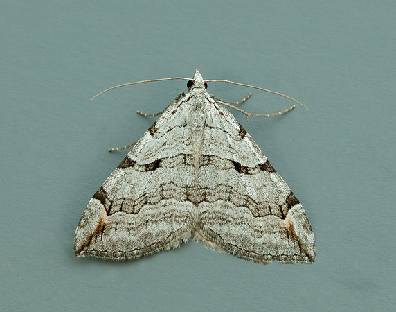 70.192 BF1867 Treble-bar Aplocera plagiata