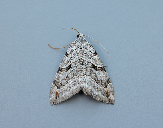 70.192 BF1867 Treble-bar Aplocera plagiata