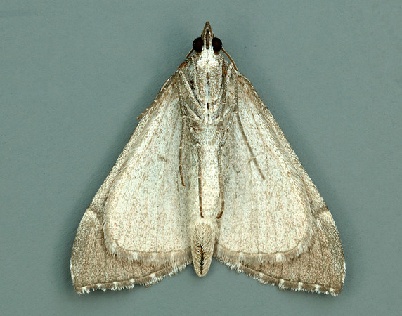 70.192 BF1867 Treble-bar Aplocera plagiata