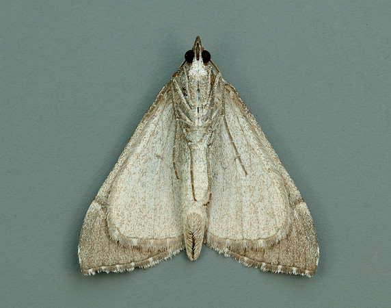70.192 BF1867 Treble-bar Aplocera plagiata