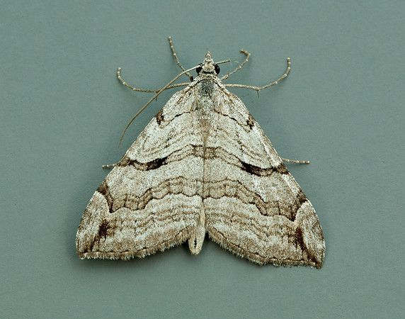 70.192 BF1867 Treble-bar Aplocera plagiata