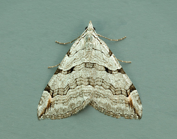 70.192 BF1867 Treble-bar Aplocera plagiata