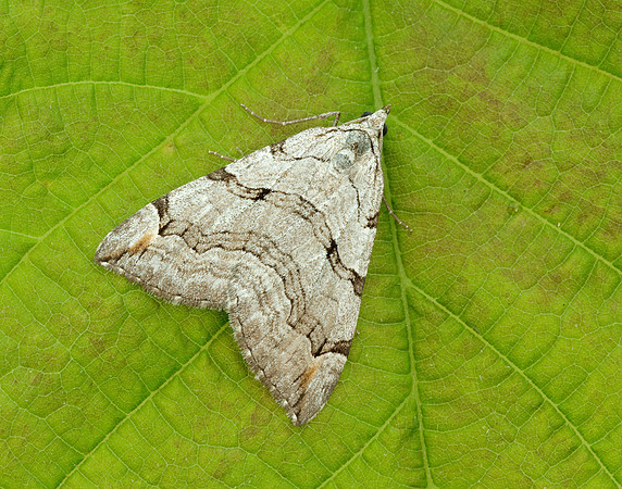 70.192 BF1867 Treble-bar Aplocera plagiata