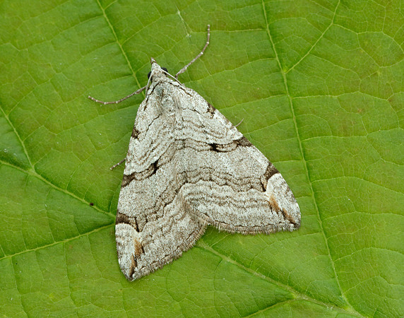 70.192 BF1867 Treble-bar Aplocera plagiata