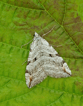 70.192 BF1867 Treble-bar Aplocera plagiata