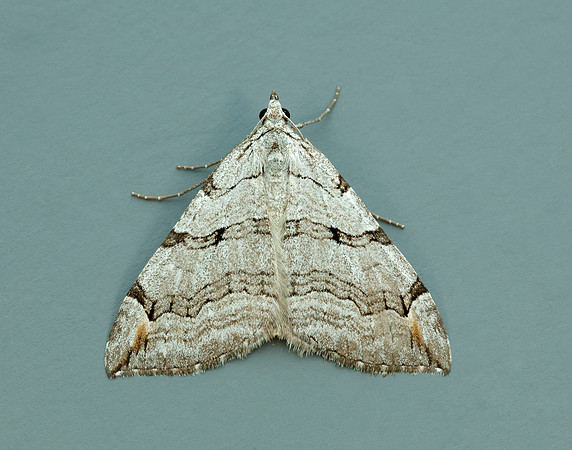 70.192 BF1867 Treble-bar Aplocera plagiata