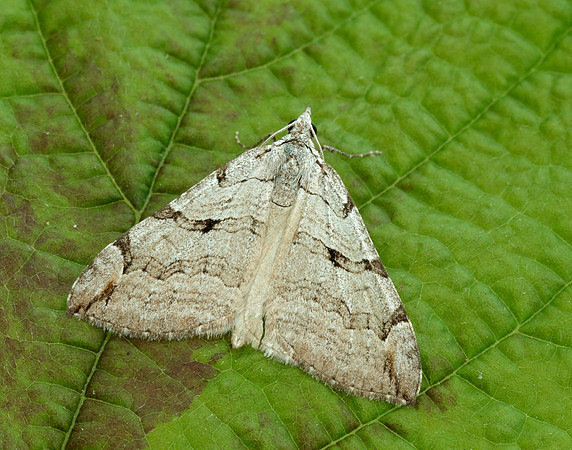 70.192 BF1867 Treble-bar Aplocera plagiata