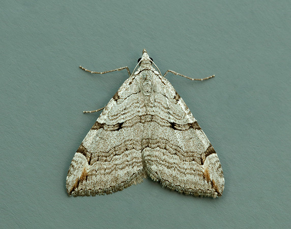 70.192 BF1867 Treble-bar Aplocera plagiata