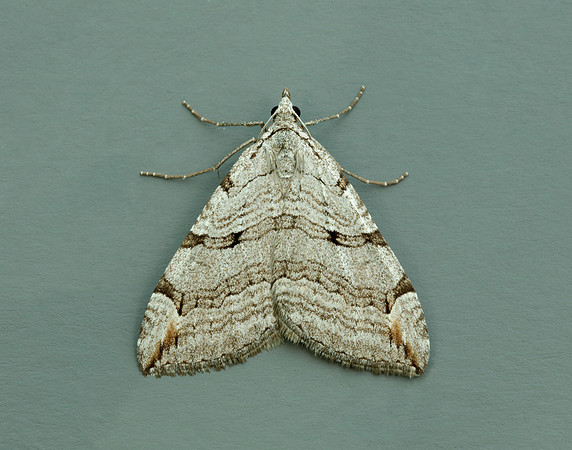 70.192 BF1867 Treble-bar Aplocera plagiata