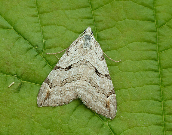 70.192 BF1867 Treble-bar Aplocera plagiata