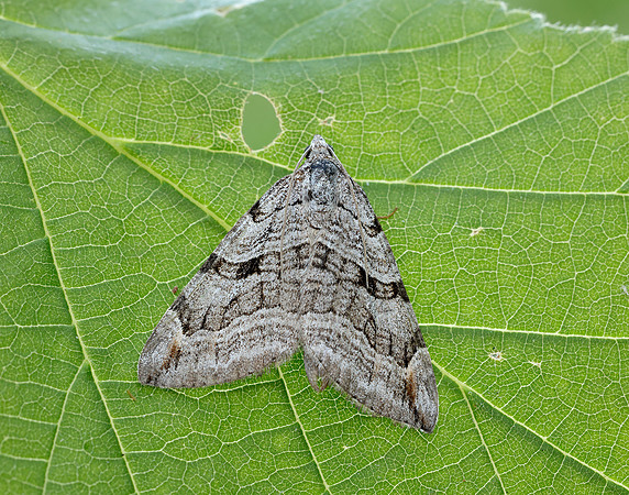 70.192 BF1867 Treble-bar Aplocera plagiata
