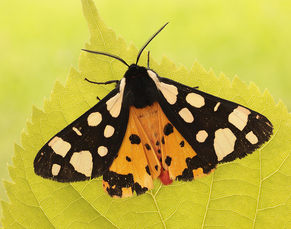 72.027 BF2058 Cream-spot Tiger Arctia villica
