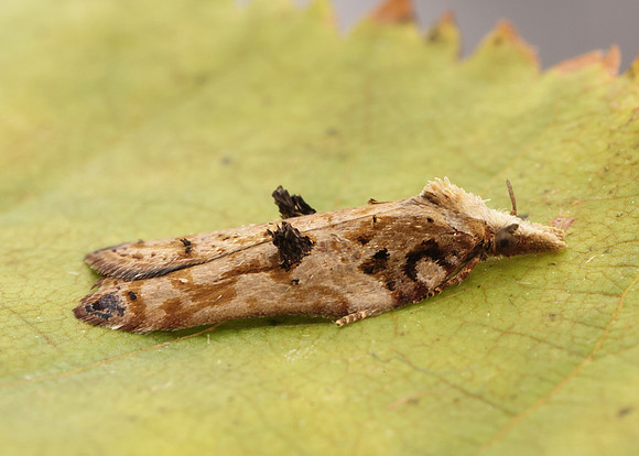 49.076 BF1054 Acleris cristana