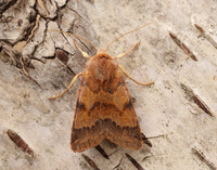 73.188 BF2265 Flounced Chestnut Agrochola helvola