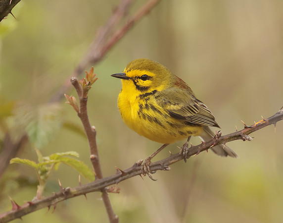 Prairie Warbler Setophaga discolor