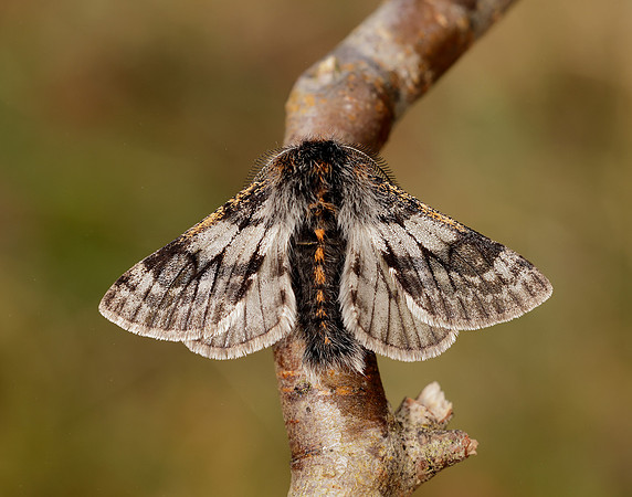 70.249 BF1929 Rannoch Brindled Beauty Lycia lapponaria