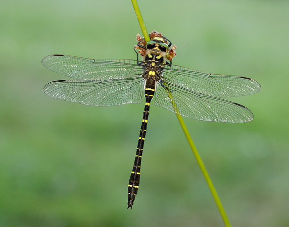 Golden-ringed Dragonfly Cordulegaster boltonii