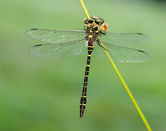 Golden-ringed Dragonfly Cordulegaster boltonii