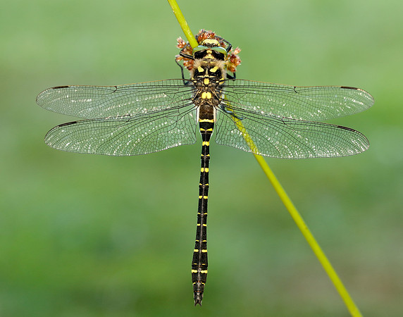 Golden-ringed Dragonfly Cordulegaster boltonii
