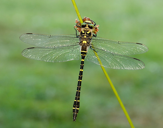 Golden-ringed Dragonfly Cordulegaster boltonii