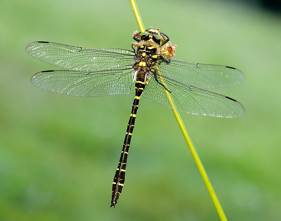 Golden-ringed Dragonfly Cordulegaster boltonii