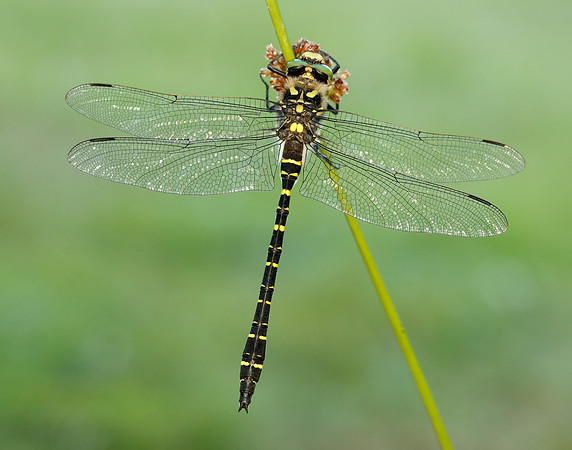 Golden-ringed Dragonfly Cordulegaster boltonii