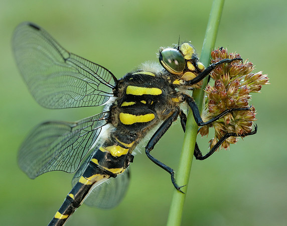 Golden-ringed Dragonfly Cordulegaster boltonii