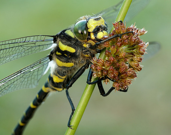 Golden-ringed Dragonfly Cordulegaster boltonii