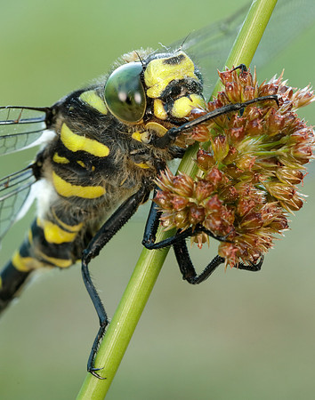 Golden-ringed Dragonfly Cordulegaster boltonii